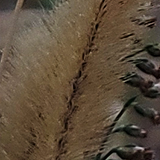 ねこじゃらしの写真